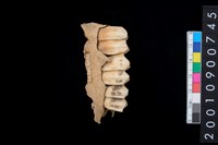 藏品(鹿左上顎骨齒)的圖片