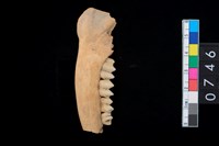 藏品(山羌左下顎骨齒)的圖片