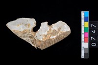 藏品(貝飾品?)的圖片