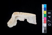 藏品(貝飾品?)的圖片