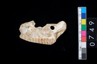 藏品(貝飾品?)的圖片