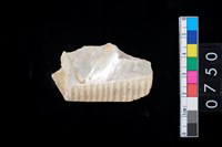 藏品(貝飾品?)的圖片