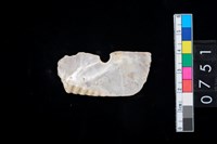 藏品(貝飾品?)的圖片