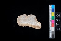 藏品(貝飾品?)的圖片