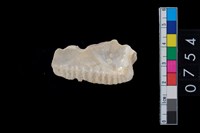 藏品(貝飾品?)的圖片