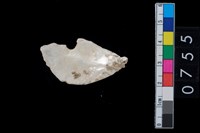 藏品(貝飾品?)的圖片