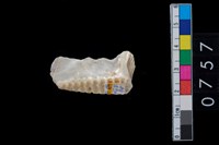 藏品(貝飾品?)的圖片