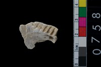 藏品(貝飾品?)的圖片