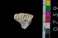 藏品(貝飾品?)的圖片