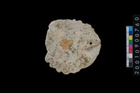 藏品(貝飾品)的圖片