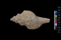 藏品(貝殼)的圖片