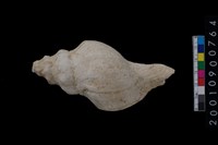 藏品(貝殼)的圖片