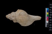 藏品(貝殼)的圖片