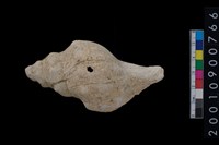 藏品(貝殼)的圖片