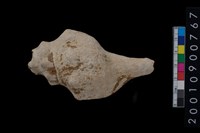 藏品(貝殼)的圖片