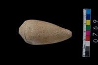 藏品(貝飾品)的圖片