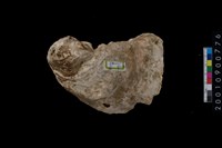 藏品(牡蠣)的圖片