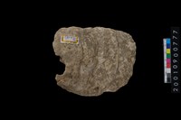 藏品(牡蠣)的圖片