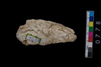 藏品(牡蠣)的圖片