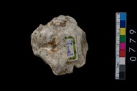 藏品(牡蠣)的圖片