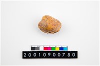 藏品(大蜆)的圖片