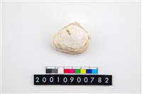 藏品(大蜆)的圖片