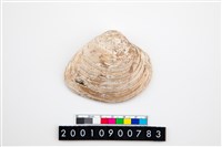 藏品(大蜆)的圖片