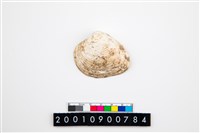 藏品(大蜆)的圖片