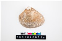 藏品(大蜆)的圖片