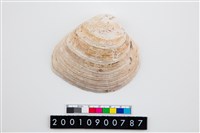 藏品(大蜆)的圖片