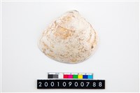 藏品(大蜆)的圖片