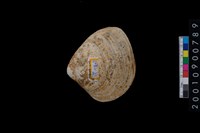 藏品(蛤)的圖片