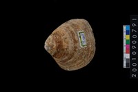 藏品(蛤)的圖片