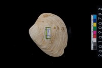 藏品(蛤)的圖片