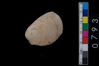 藏品(蛤)的圖片