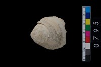 藏品(蛤)的圖片