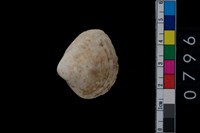 藏品(蛤)的圖片