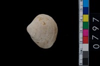 藏品(蛤)的圖片