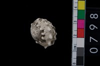 藏品(蜑螺)的圖片