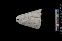 藏品(芋螺)的圖片