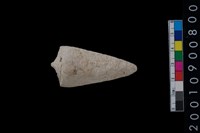 藏品(芋螺)的圖片