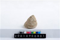 藏品(鐘螺)的圖片