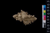 藏品(千手螺)的圖片