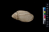 藏品(貝類)的圖片