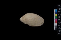 藏品(貝類)的圖片