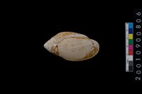 藏品(貝類)的圖片