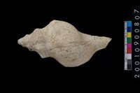 藏品(蛾螺)的圖片