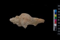 藏品(蛾螺)的圖片