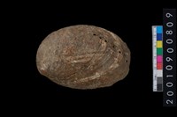 藏品(九孔螺)的圖片