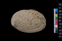 藏品(九孔螺)的圖片